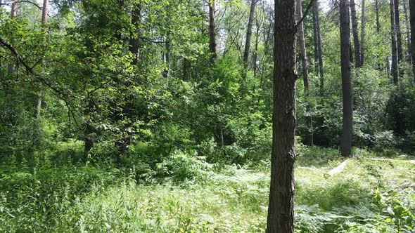 Beautiful Green Forest on a Summer Day Slow Motion