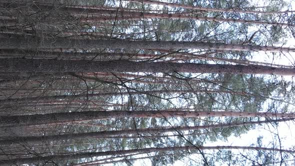 Vertical Video of Trees in a Pine Forest Slow Motion