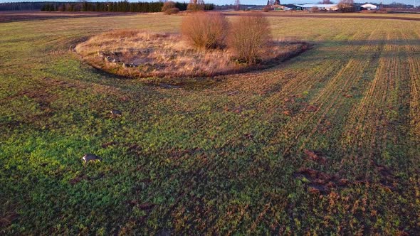 Aerial view at two European roe deer (Capreolus capreolus) eating calm at open field in sunny autumn