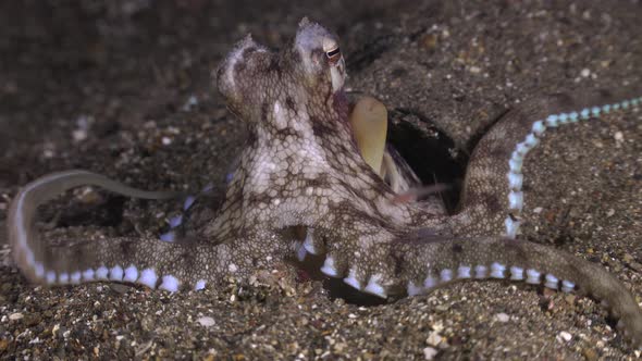 close up of coconut octopus feeding at night.