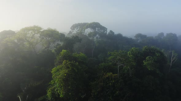 Aerial Drone View of Rainforest Canopy Above Treetops in Trees, Costa Rica Misty Tropical Jungle Sce