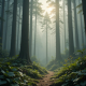 Misty Forest Ambience