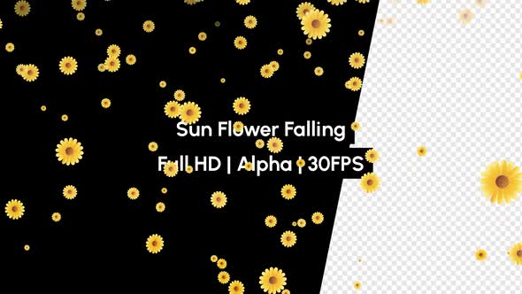 Sun Flowers Falling with Alpha