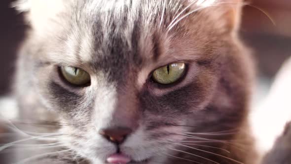 Slow motion macro close up of a tabby cat licking his lips