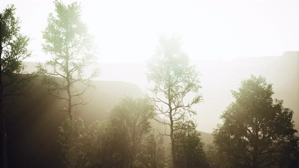 Pine Trees and Huangshan Mountains in China