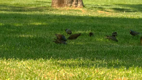 Birds eating worms in the grass 4K