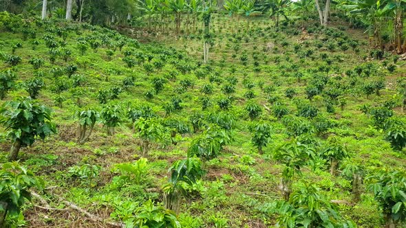 Freshly planted coffee plantations