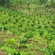 Freshly planted coffee plantations - VideoHive Item for Sale