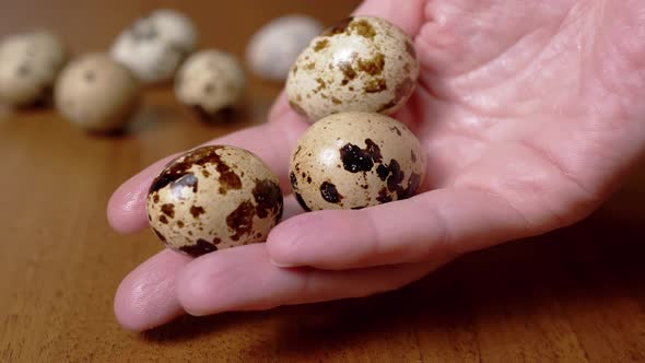 Female Hand Holds Three Quail Eggs on a Background of a Table with Quail Eggs