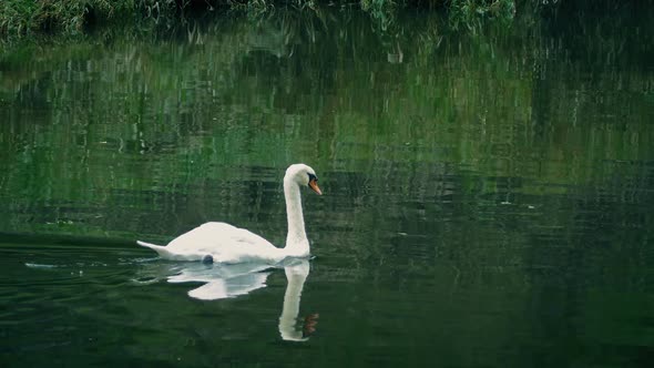 Swan Swims Around On The River