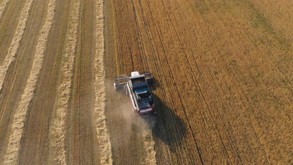 Harvesting of Wheat in Summer