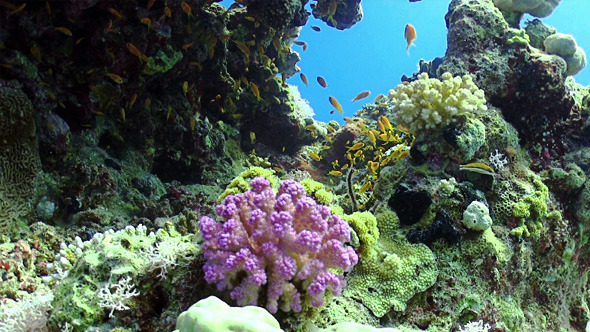Colorful Fish On Vibrant Coral Reef 12