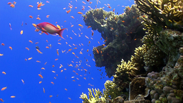 Colorful Fish on Vibrant Coral Reef 11