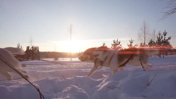 A Team of Sled Dogs Pulling a Sled Through the Wonderful Winter Calm Winter Forest