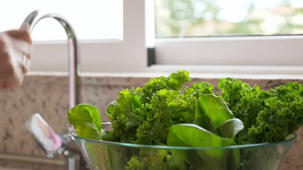 Woman Washing in Water in Sink Green Pok Choy and Kale Cabbage Leaves in Kitchen