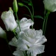 White Peony Blooming - VideoHive Item for Sale