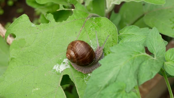 Hungry snail is moves by gliding along on a leaf of garden eggplant