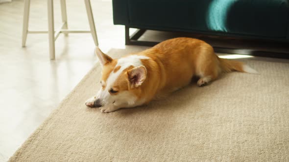 Corgi Eating Bone on Floor Closeup