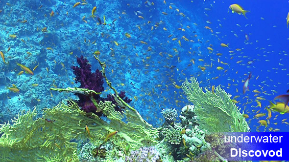 Colorful Fish on Vibrant Coral Reef 16