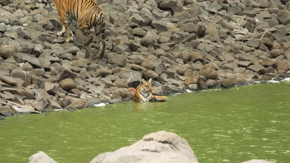 Tigress walks off from water as the drops trickle under her leaving the cub back