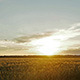 Wheat Field at Dawn Time Lapse - VideoHive Item for Sale