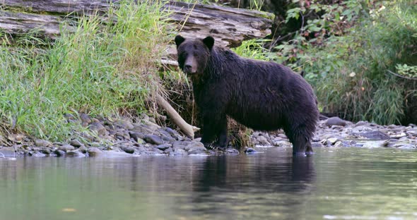 A Grizzly sow is standing at the river's edge and a cub approaches from behind.