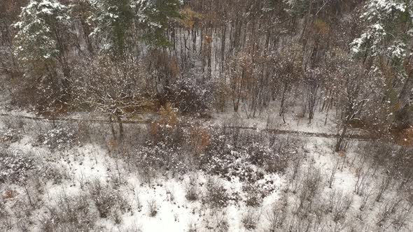 Rotation around snowed forest path 4K aerial footage