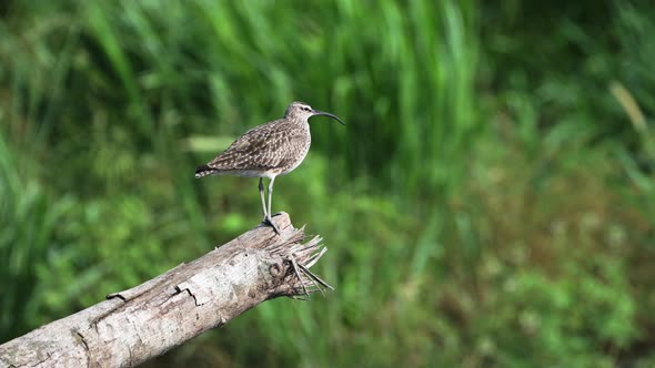 Costa Rica Birds, Whimbrel Perched Perching on a Branch, Tarcoles River Birdlife, Puntarenas Provinc