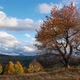 Autumn Landscape Tree Bent in the Wind - VideoHive Item for Sale