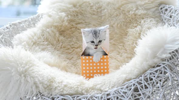 Cute American Short Hair Kitten Playing In Gift Box