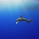 Dangerous Grey Reef Sharks Swim Near Divers - VideoHive Item for Sale