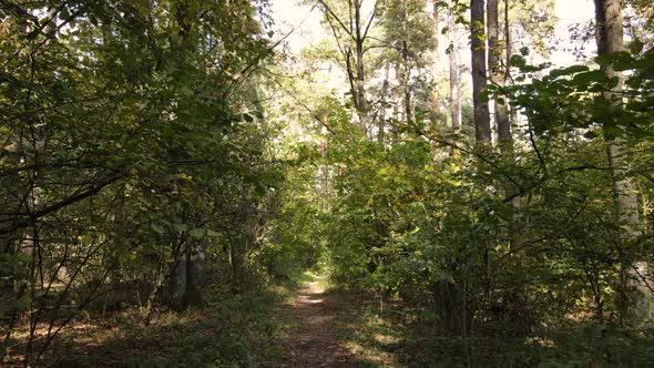 Autumn Forest with Trees By Day