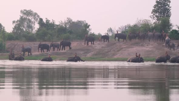 Group of elephant with mahout go into the water in reservoir for cleaning and preparing for events