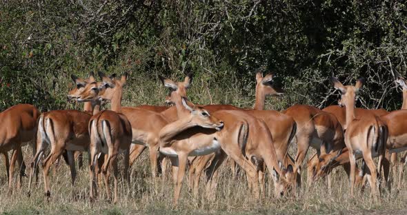 Impala, aepyceros melampus, Herd of Females, Masai Mara Park in Kenya, Grooming, Real Time 4K