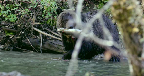 A Grizzly bear is fishing in a river in Bella Coola and successfully gets a fish, then discards it.