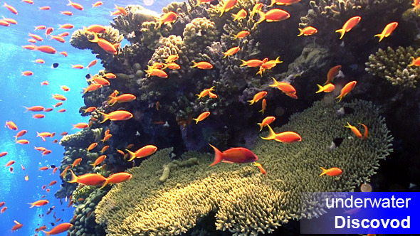 Shoal of Red Fish on Coral Reef 1