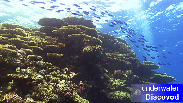 Shoal of Blue Fish on Coral Reef 1