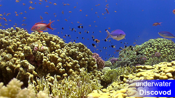 Colorful Fish on Vibrant Coral Reef 20