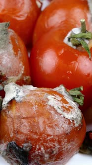 Spoiled Rotten Tomatoes Rot Mold on Vegetables Pile Organic Bio Waste