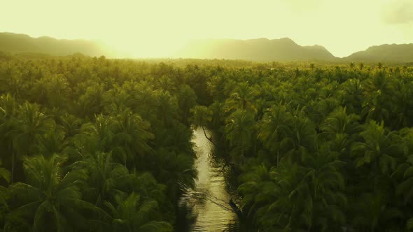 Palm Tree Jungle in the Philippines. Concept About Wanderlust Tropical Travels