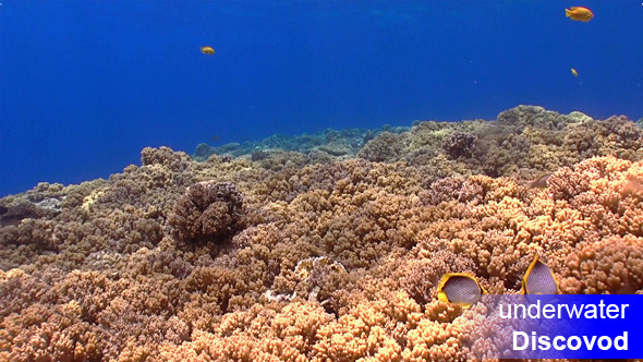 Colorful Fish on Vibrant Coral Reef 23