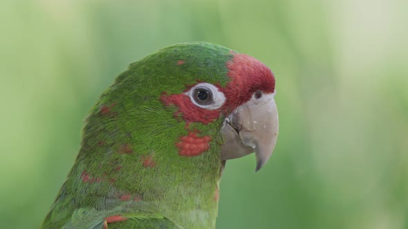 Close up of a curious green and red mitred parakeet looking around surrounded by vegetation