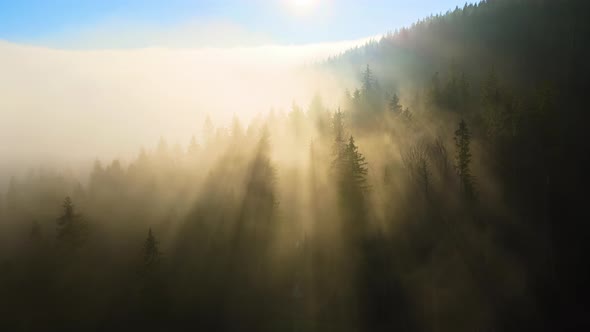 Aerial View of Foggy Evening Over Dark Pine Forest Trees at Bright Sunset