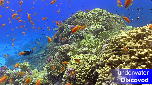 Colorful Fish on Vibrant Coral Reef 26