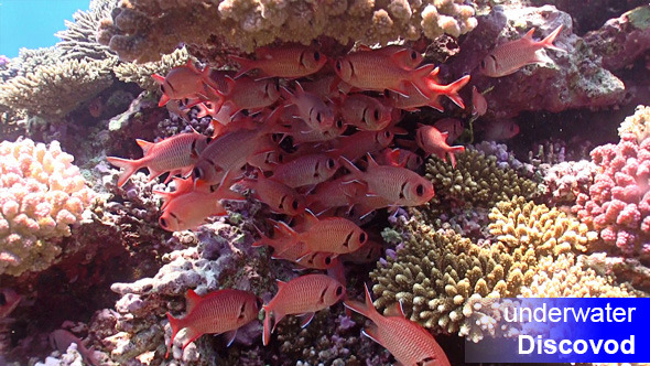 Shoal of Red Fish on Coral Reef 5