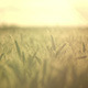 Wheat Field Panning At Sunset 1 - VideoHive Item for Sale