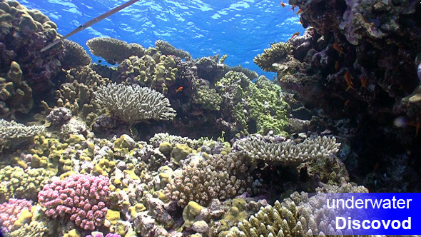 Colorful Fish on Vibrant Coral Reef 27