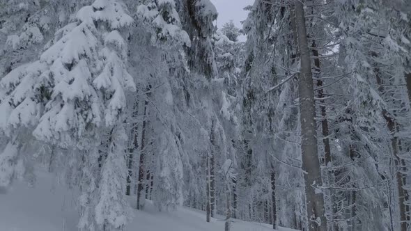 Aerial View of a Fabulous Winter Mountain Landscape Close to Tree Branches