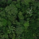 Rich green nature background of an tropical forest in the Amazon of Ecuador - VideoHive Item for Sale