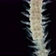 worm Polychaeta under a microscope, Syllidae family, female with eggs - VideoHive Item for Sale